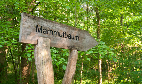 Hinweisschild Mammutbaum